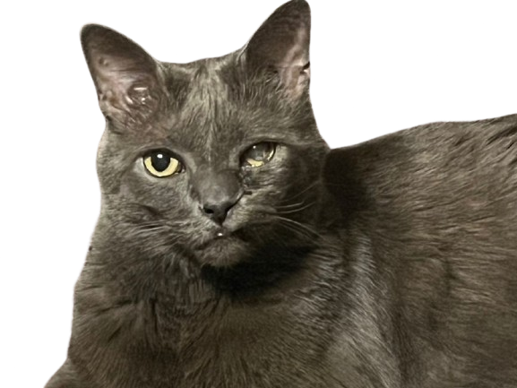 Dash, the cat
