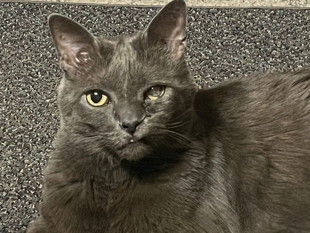 Dash the cat